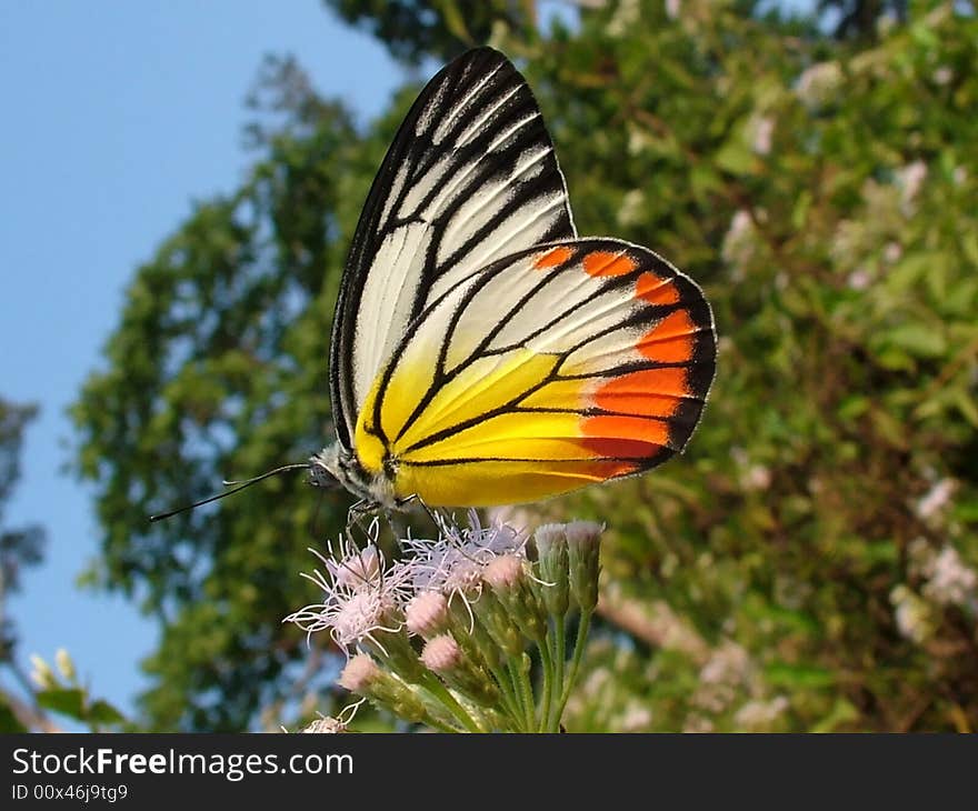 A Delias-butterfly on Andaman Islands India