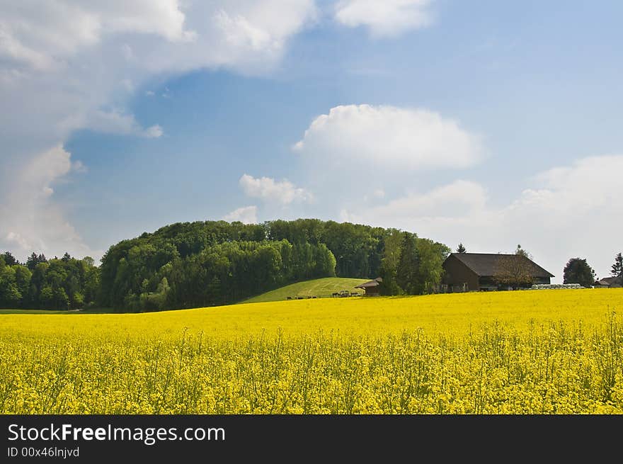 Typical spring fields in the swiss landscape. Typical spring fields in the swiss landscape