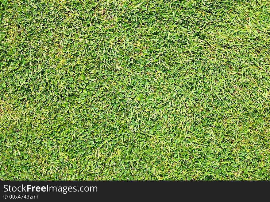 Close up abstract photo of freshly cut grass. Close up abstract photo of freshly cut grass