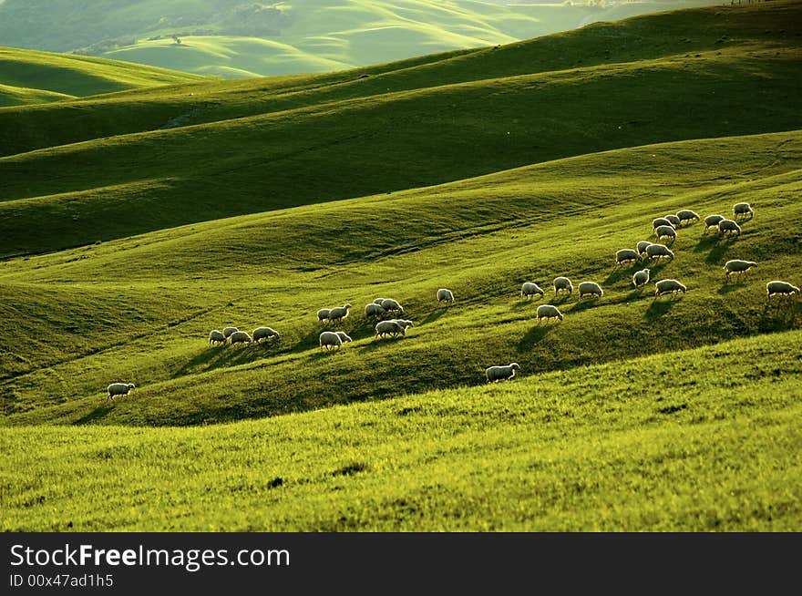 Sheep grazing fields in the Tuscany region of Italy, in warm glow of evening light. Sheep grazing fields in the Tuscany region of Italy, in warm glow of evening light.