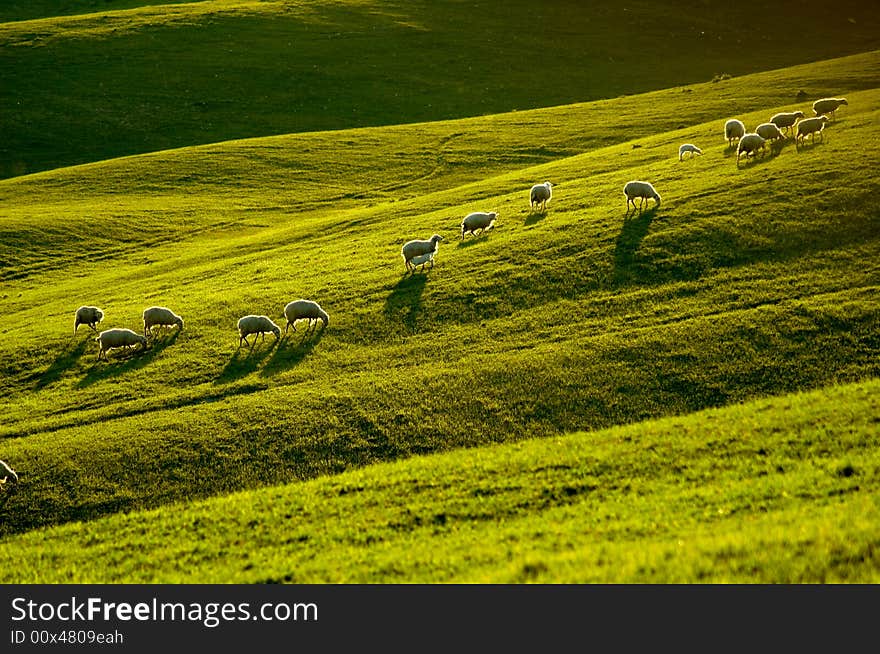 Sheep in Tuscany