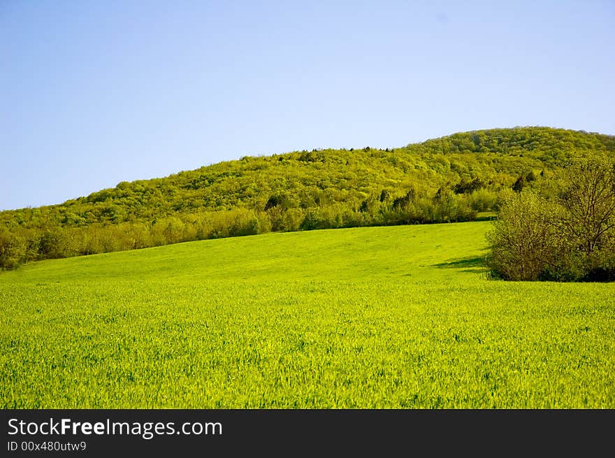 Summer landscape with green field and forest