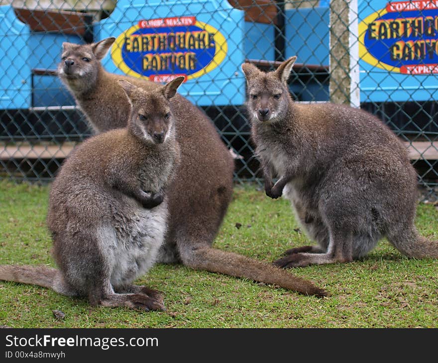 Three Female Wallabies