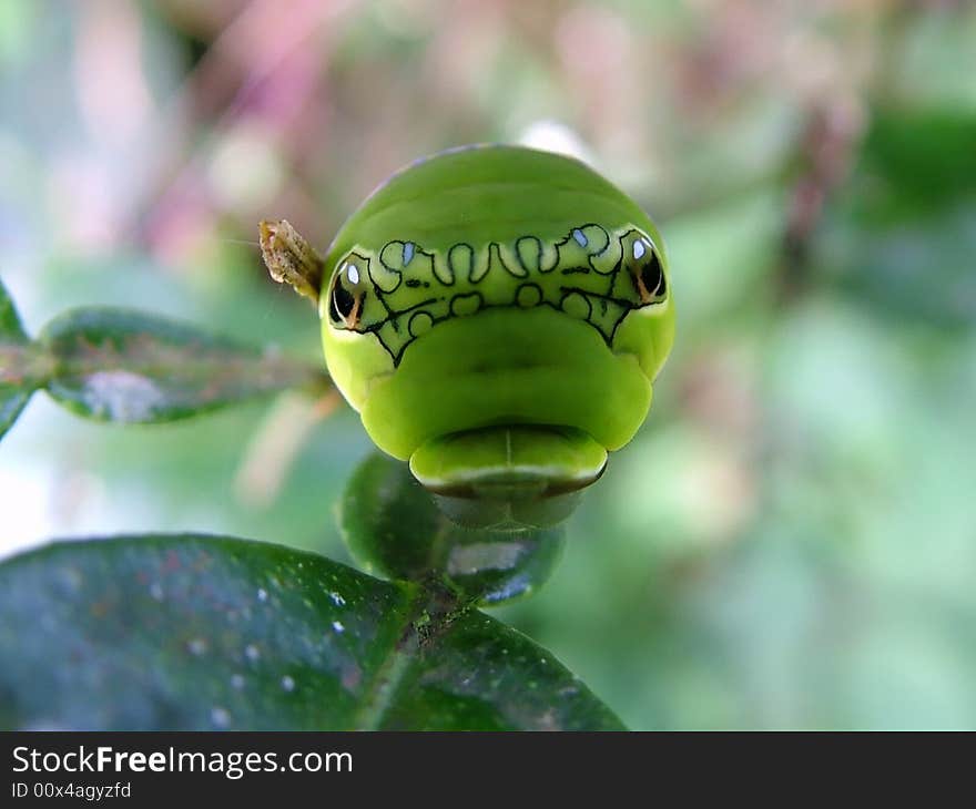 A snake-mimicking caterpillar (Papilio polymnestor) in South India