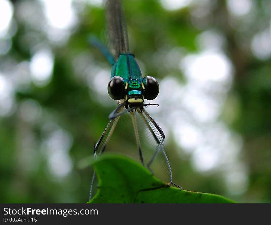 Metallic blue damselfly