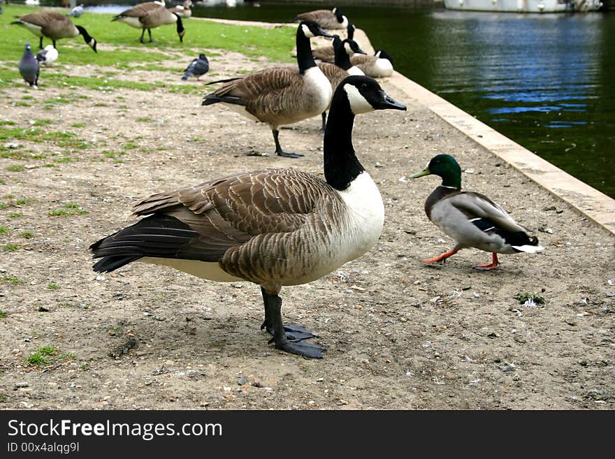 Photo of geese and ducks on the bank of the Thames in Windsor, England