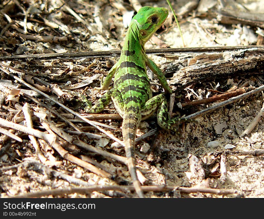 Green lizard on isla Kontoy (Mexico)