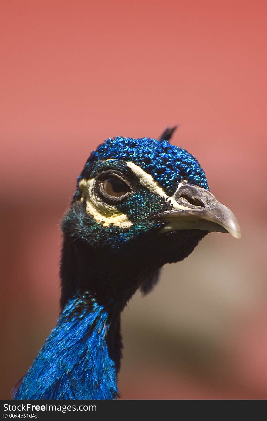 Indian Blue Peacock (Pavo Cristatus). This photo was taken in Fuerteventura, Spain.