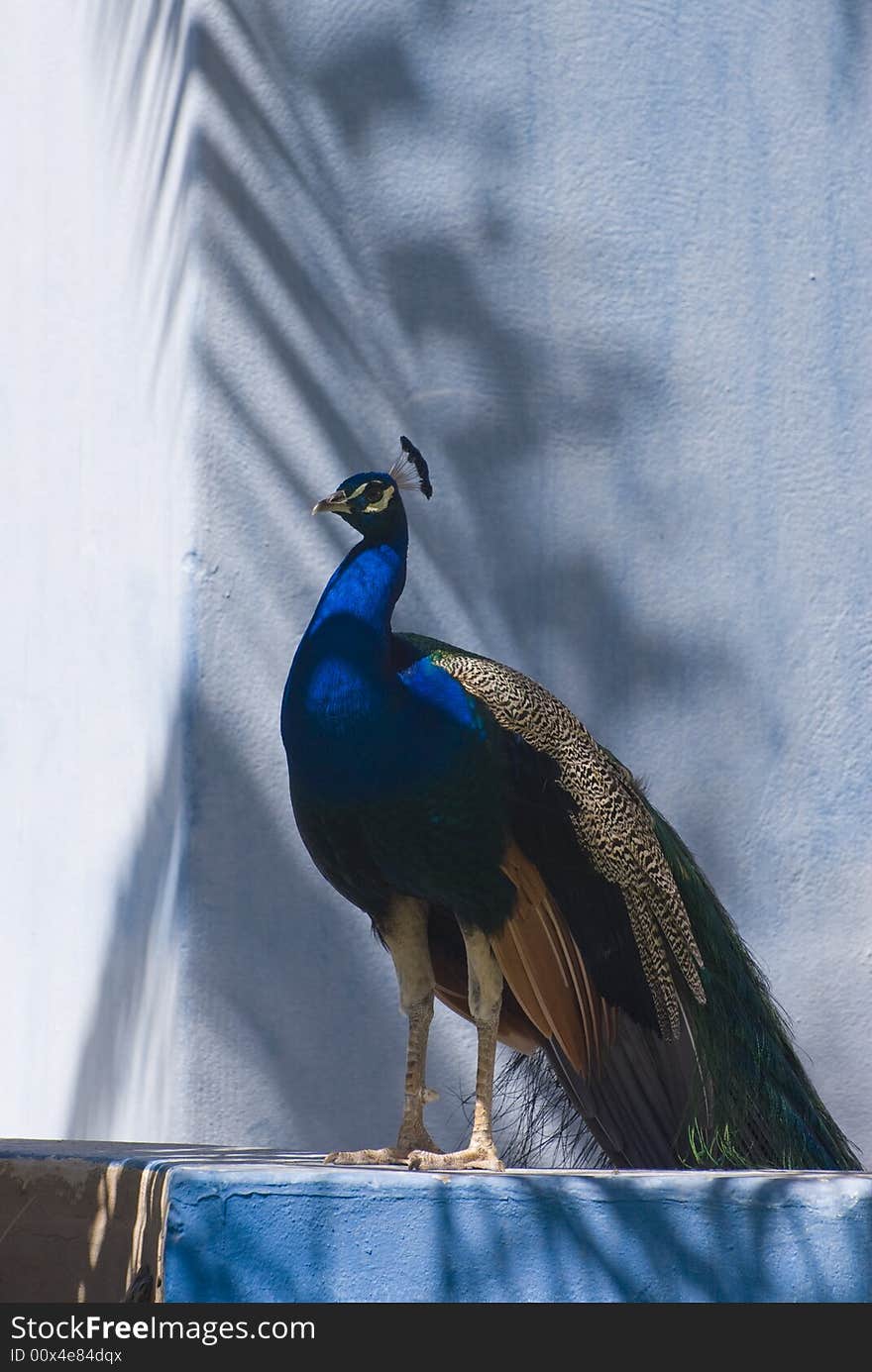 Indian Blue Peacock (Pavo Cristatus). This photo was taken in Fuerteventura, Spain.