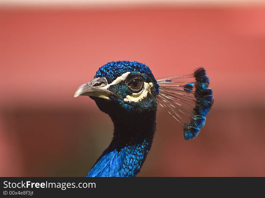 Indian Blue Peacock (Pavo Cristatus). This photo was taken in Fuerteventura, Spain.