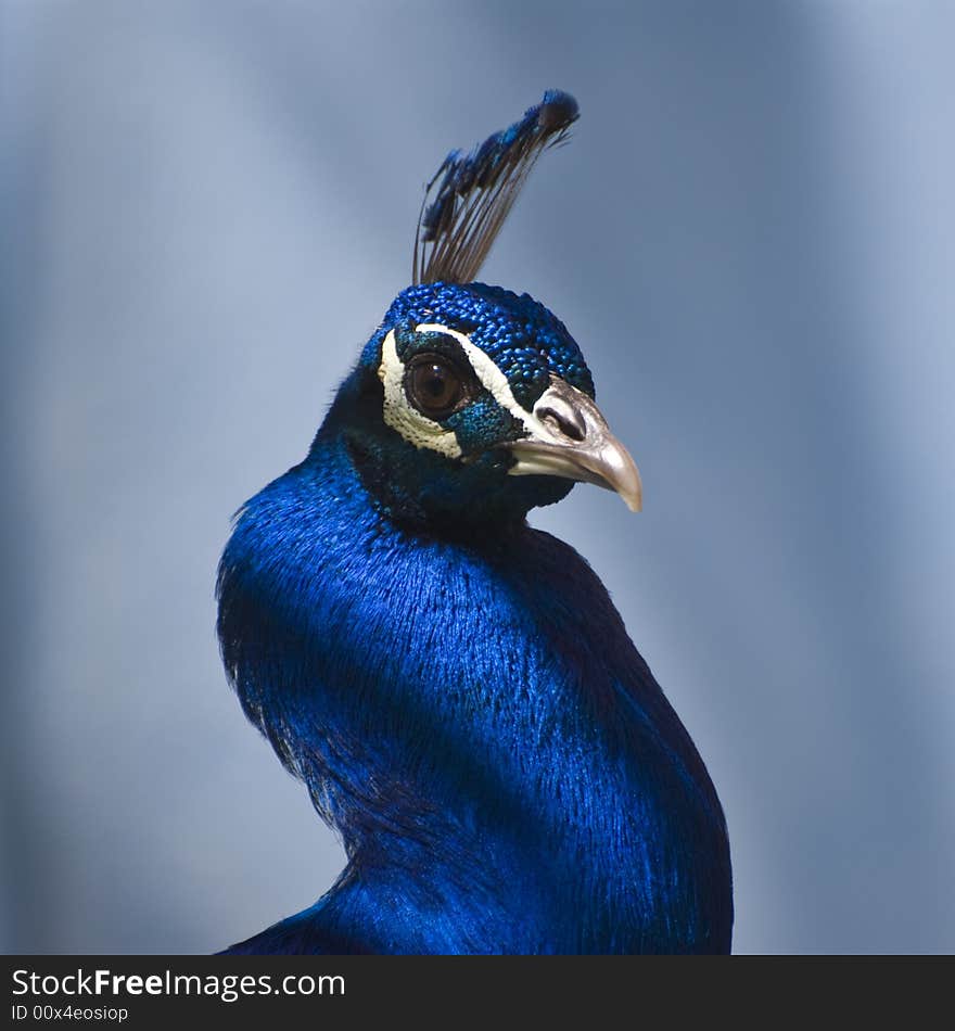 Indian Blue Peacock (Pavo Cristatus). This photo was taken in Fuerteventura, Spain.