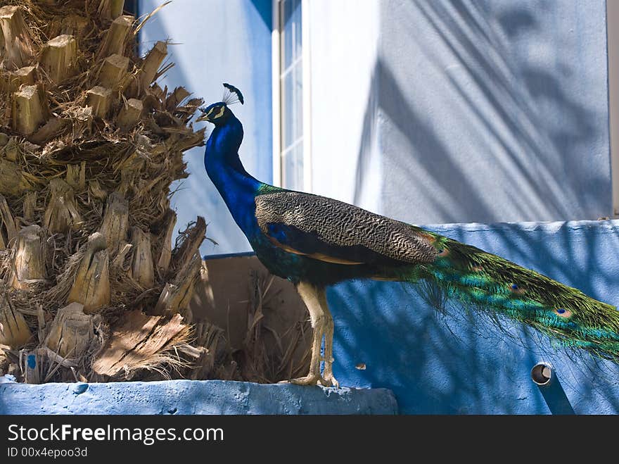 Indian Blue Peacock (Pavo Cristatus). This photo was taken in Fuerteventura, Spain.