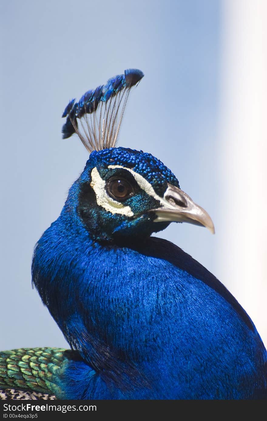 Indian Blue Peacock (Pavo Cristatus). This photo was taken in Fuerteventura, Spain.