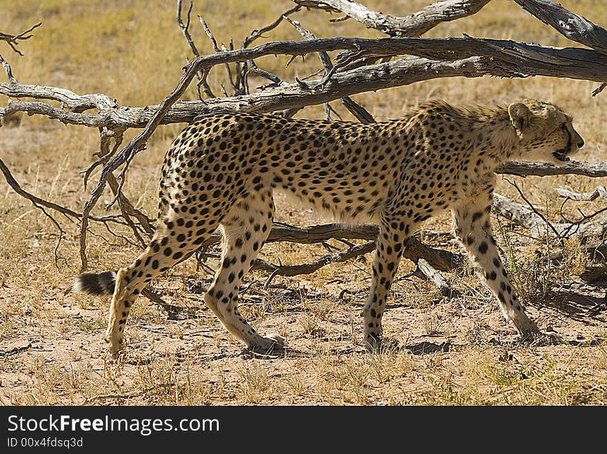 Cheetah