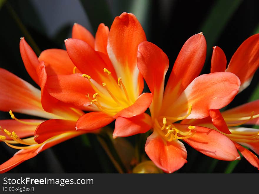 Clivia