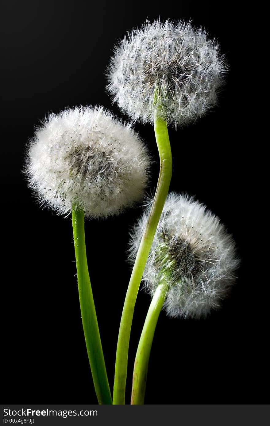 Dandelions