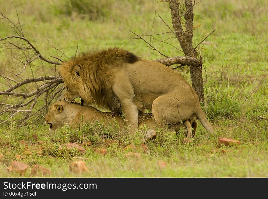 Lions do copulate - South Africa