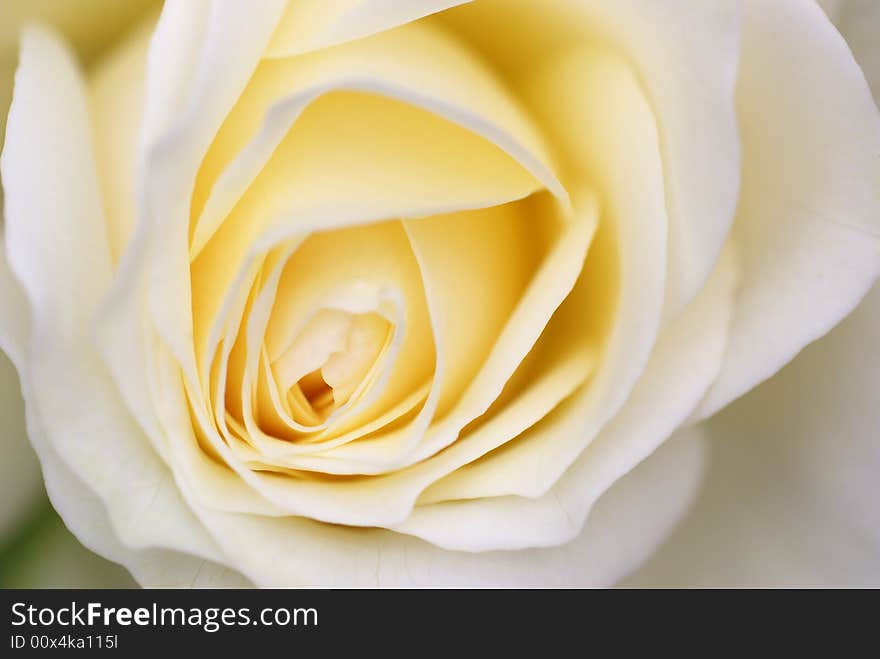 Creamy white rose close up shot