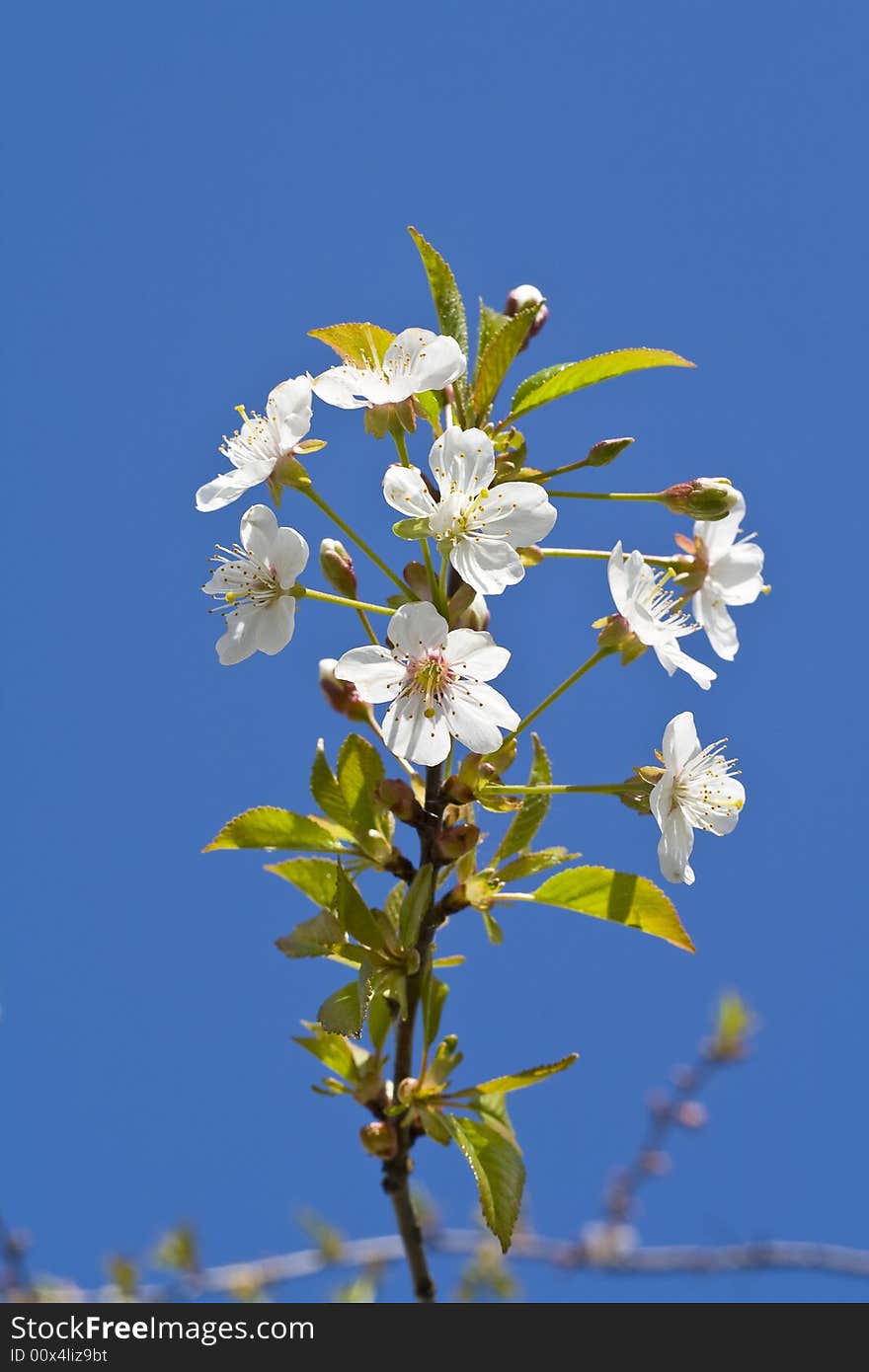 Cherry Tree