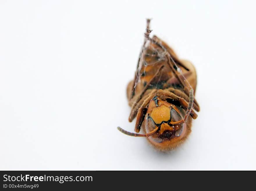 Dead Wasp from a Spiders Web