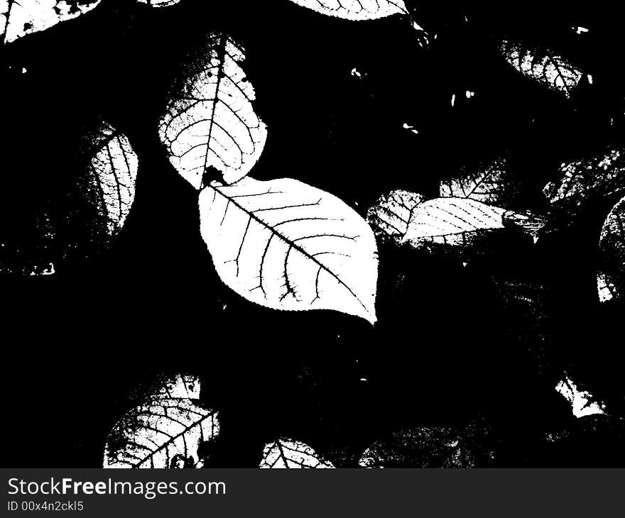 Black and white illustration of leaves. Black and white illustration of leaves