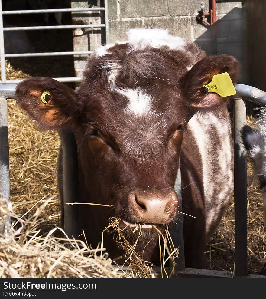 Close up of a brown and white cow chewing on hay. Close up of a brown and white cow chewing on hay.