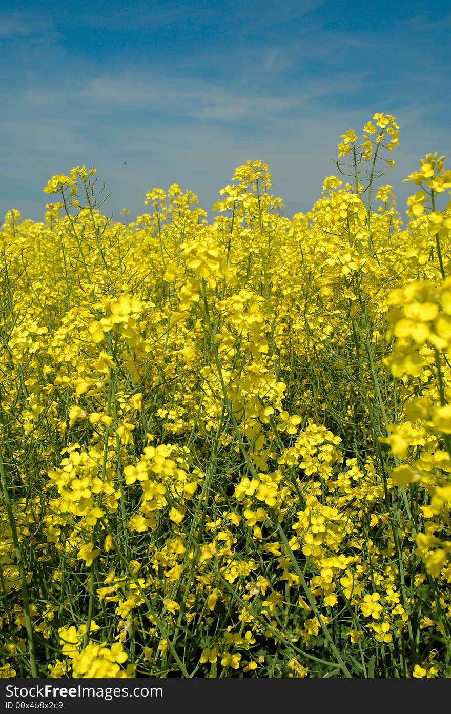 Rapeseed - GMO - genetically modified organism. Rapeseed - GMO - genetically modified organism