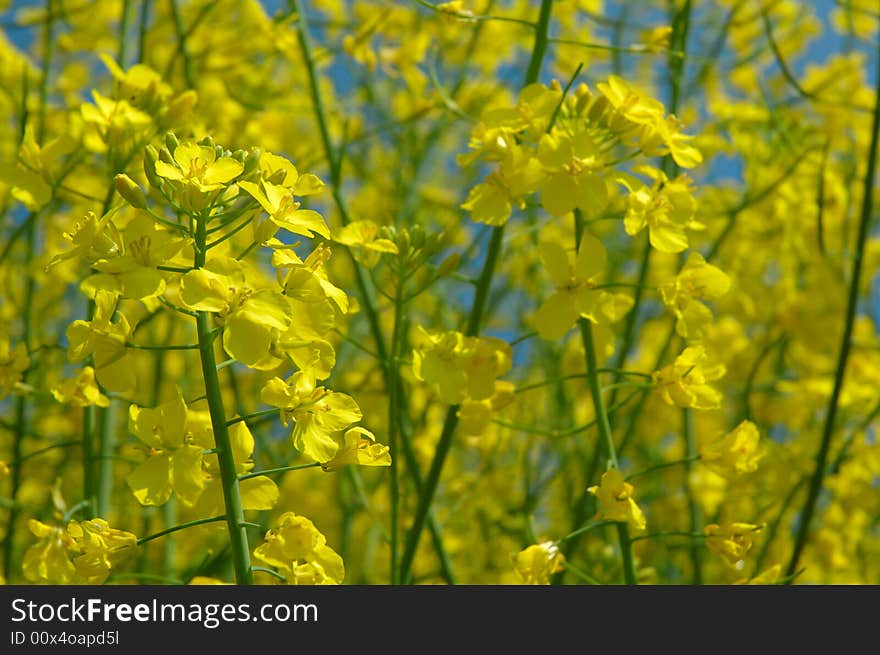 Detail of rapeseeds - GMO