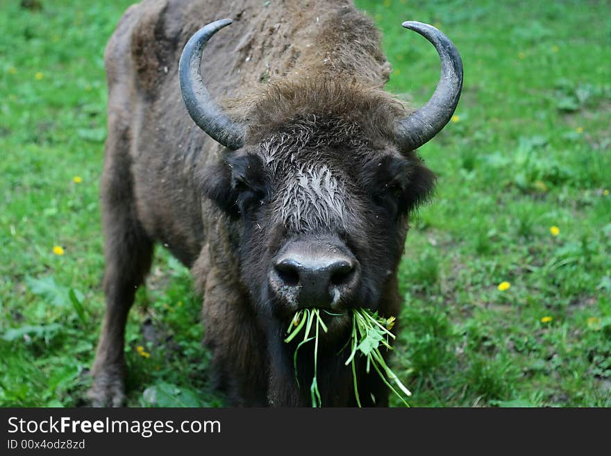 Eating bison in the poland park