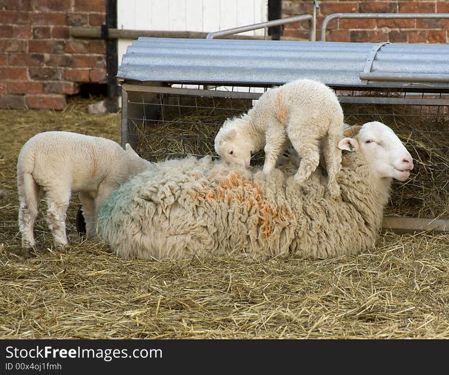 A baby lamb on top of its mother while she lies relaxing.