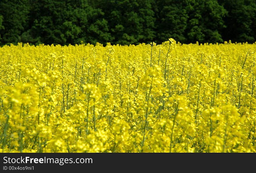 Rapeseed