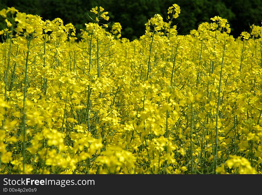 Rapeseed