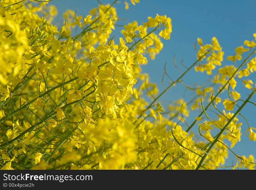 Detail of rapeseeds - GMO