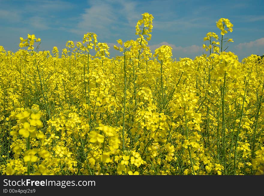 Rapeseed and blue sky