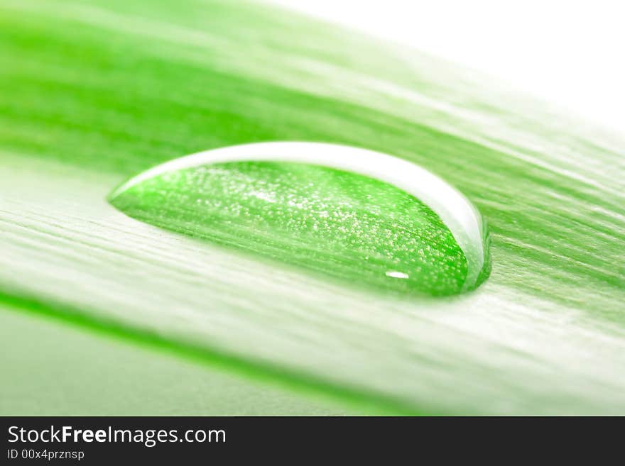 Green Plant with water drops. Green Plant with water drops