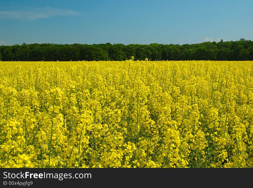 Beautiful Summer Landscape