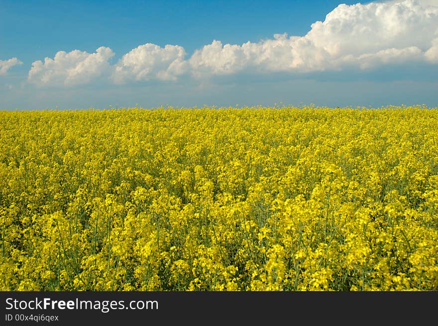 Rapeseed and blue sky