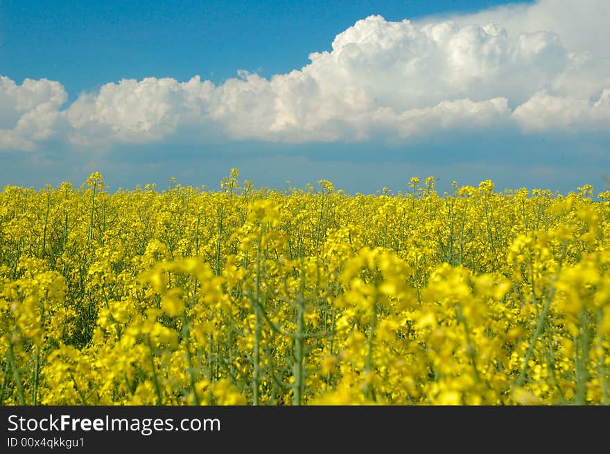 Beautiful summer landscape