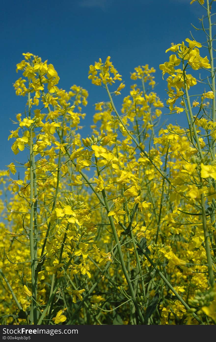 Rapeseed and blue sky