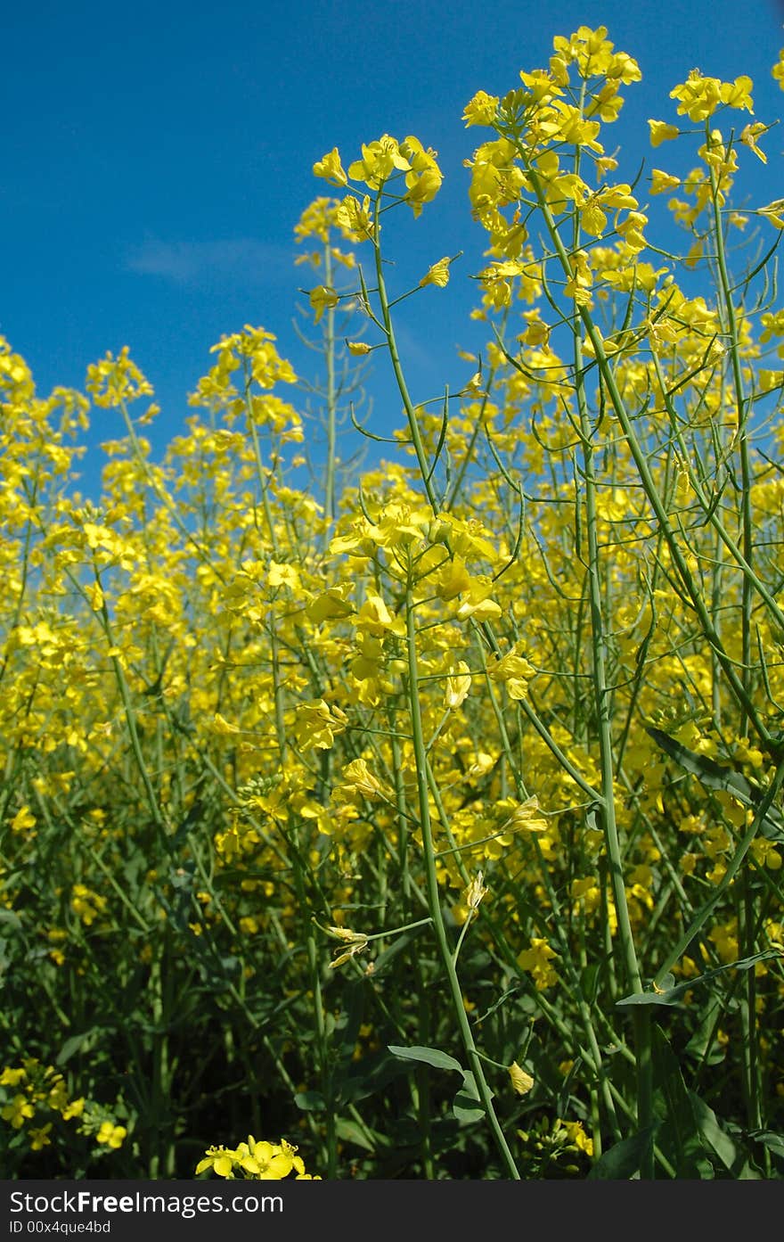 Detail of rapeseeds - GMO