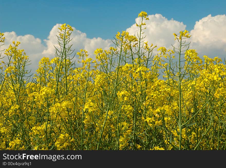 Rapeseed and blue sky