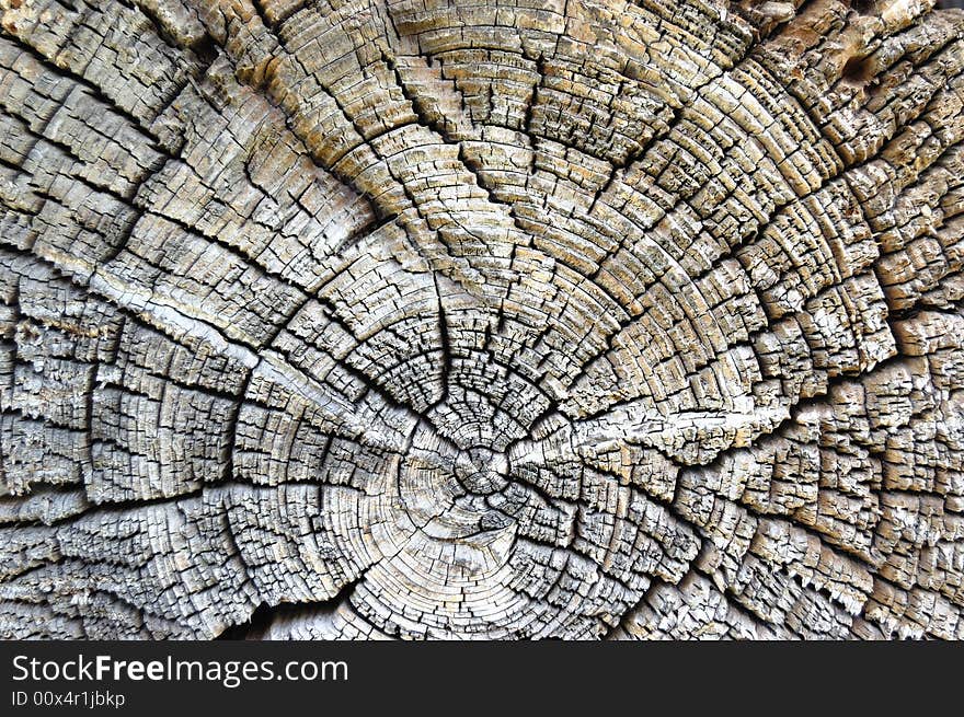 Close-up wooden cut texture for background