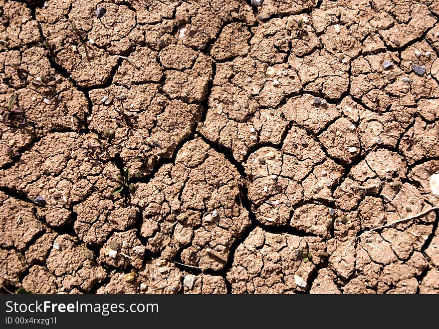 Small plant growing in a drought desert. Small plant growing in a drought desert