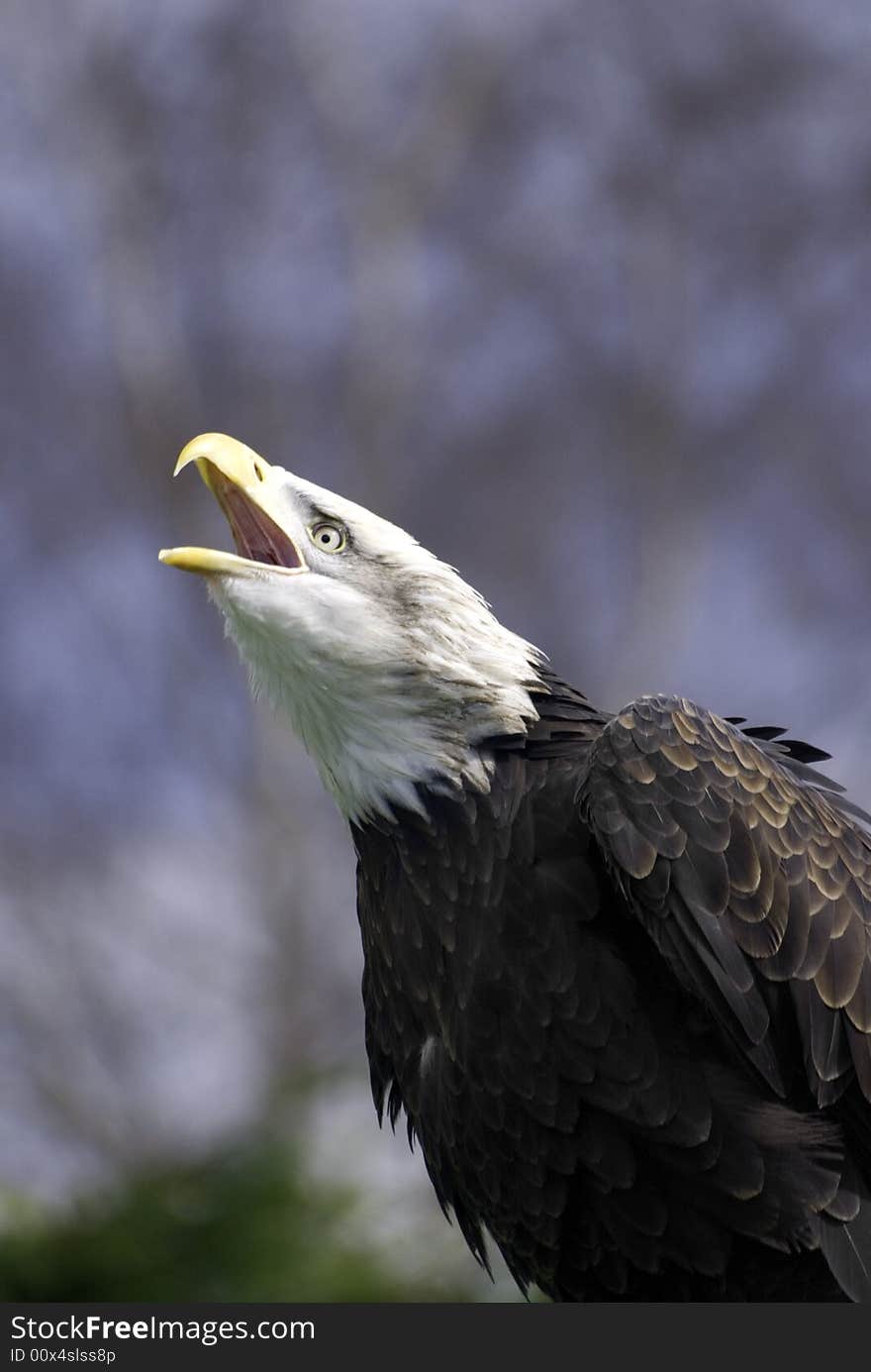 American bald eagle flying through air