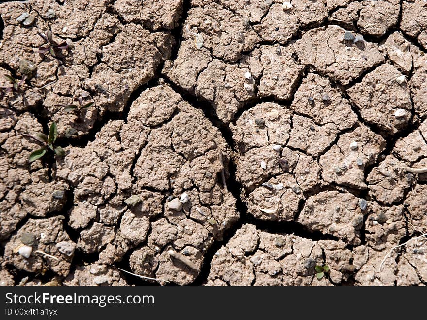 Small plant growing in a drought desert. Small plant growing in a drought desert