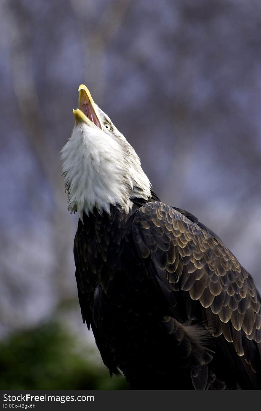 American bald eagle flying through air