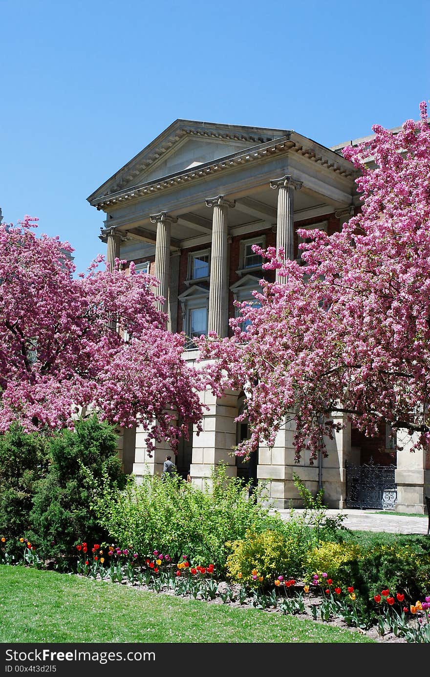 Flowering crabapple trees in front of Osgoode Hall, Toronto. Flowering crabapple trees in front of Osgoode Hall, Toronto