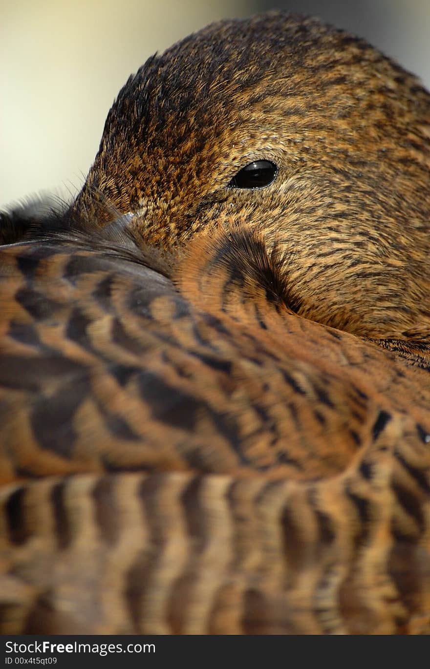 Eider duck