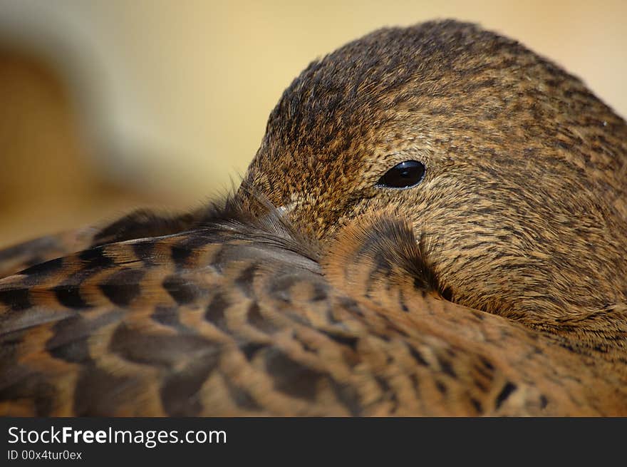 Eider duck