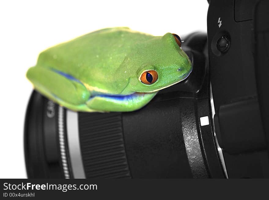 Tree frog on camera